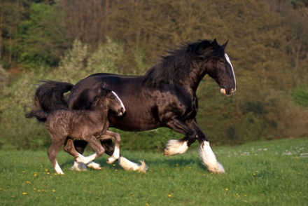 Fohlen _ Stute Shire Horse 016.jpg