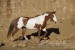 Paint Horse Milka 100710.JPG